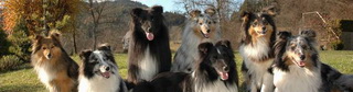 www.shelties.at